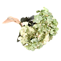 ORTENSIA VERDE PICK 28,5cm 