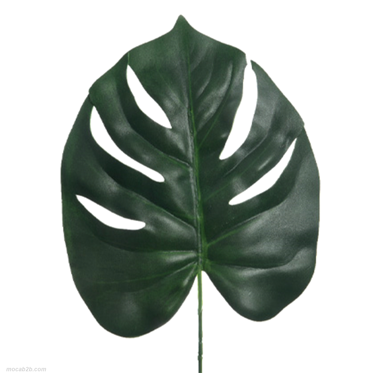 FOGLIA VERDE 24x72h 