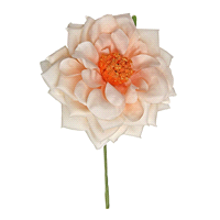 ROSA SPRAY ROSA CH.C/GAMBO @11 