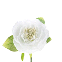 PEONIA ROSA/FUXIA @10h17 x6pz 