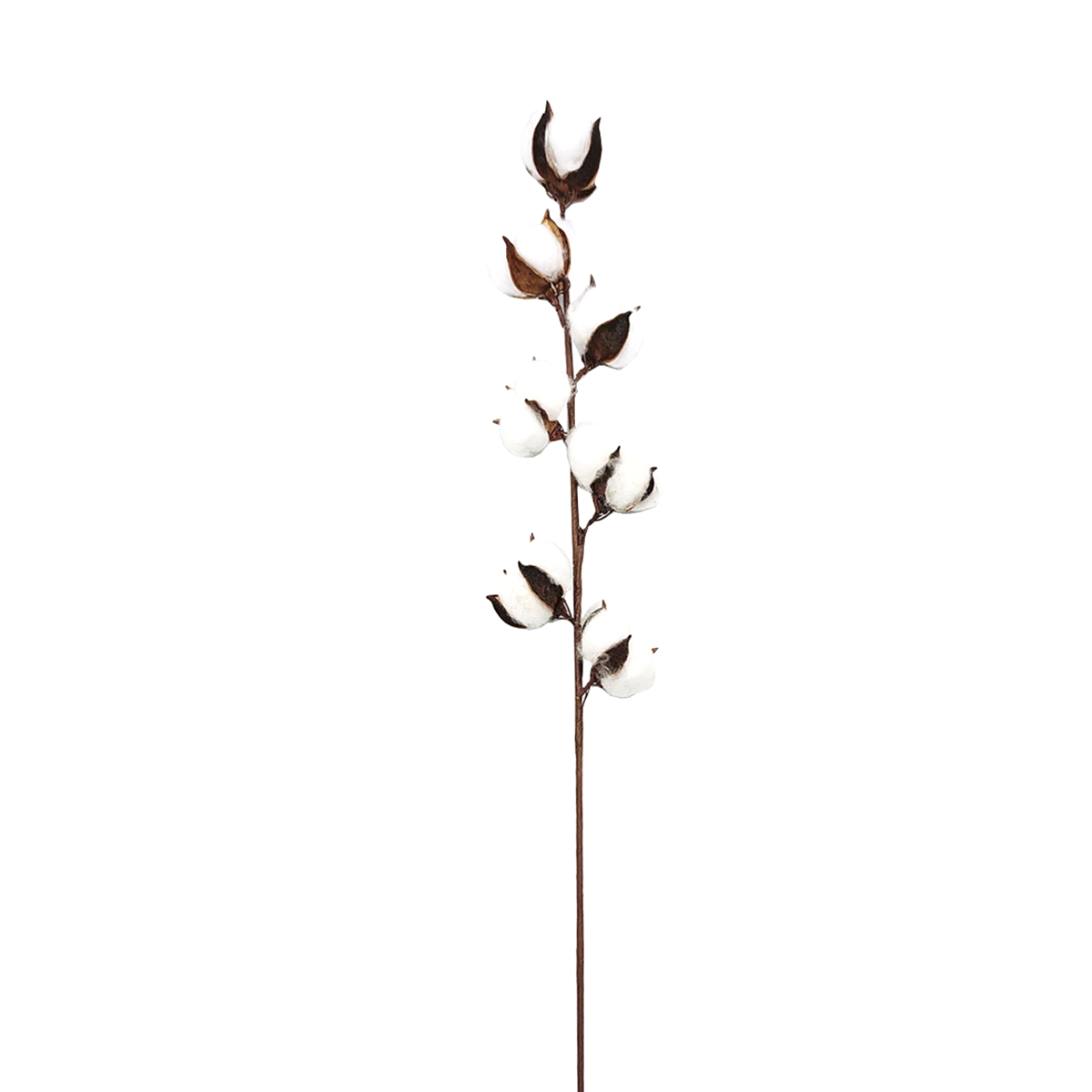 COTONE SPRAY RAMETTO 58cm 