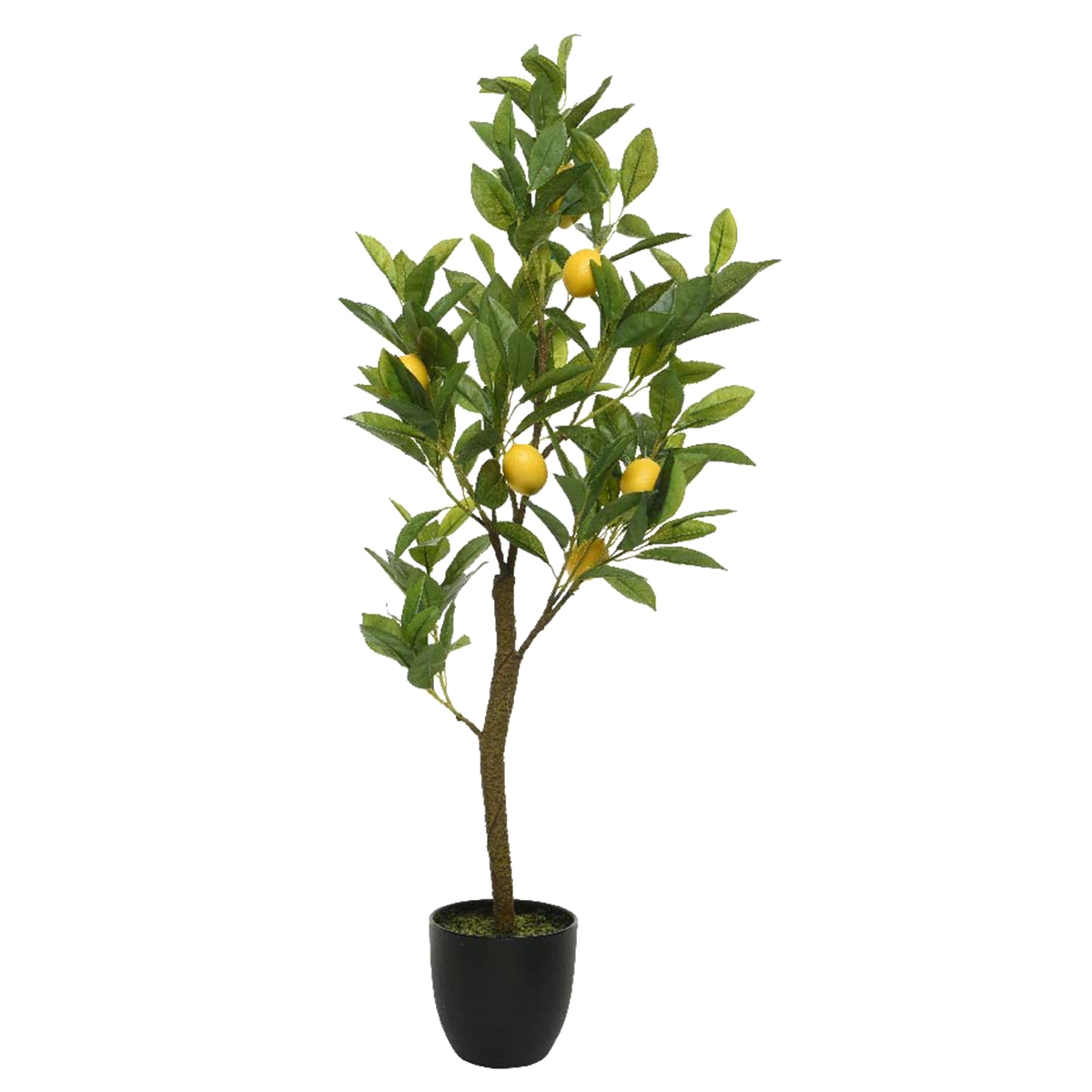 Albero di limone in vaso di plastica. Lun. 35 cm di larghezza. Alt. 25 cm 92 cm. 