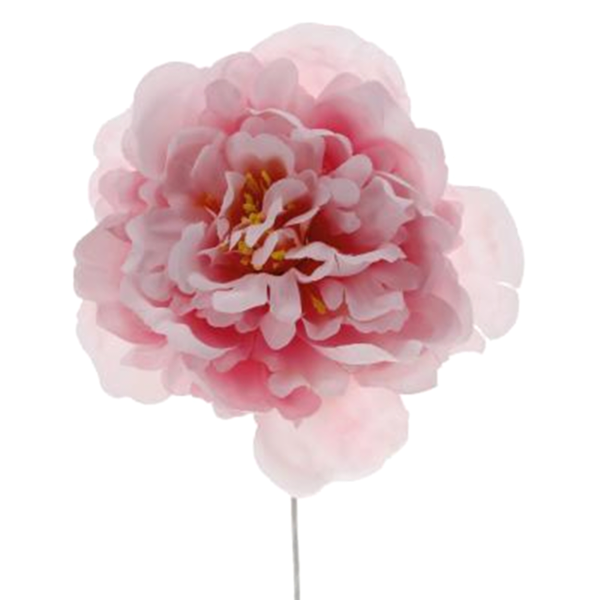PEONIA GRANDE FUXIA h15 